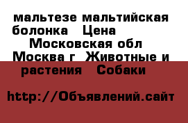 мальтезе-мальтийская болонка › Цена ­ 45 000 - Московская обл., Москва г. Животные и растения » Собаки   